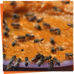 Alimentos proteico para abejas